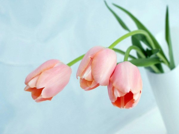 тюльпан пинк