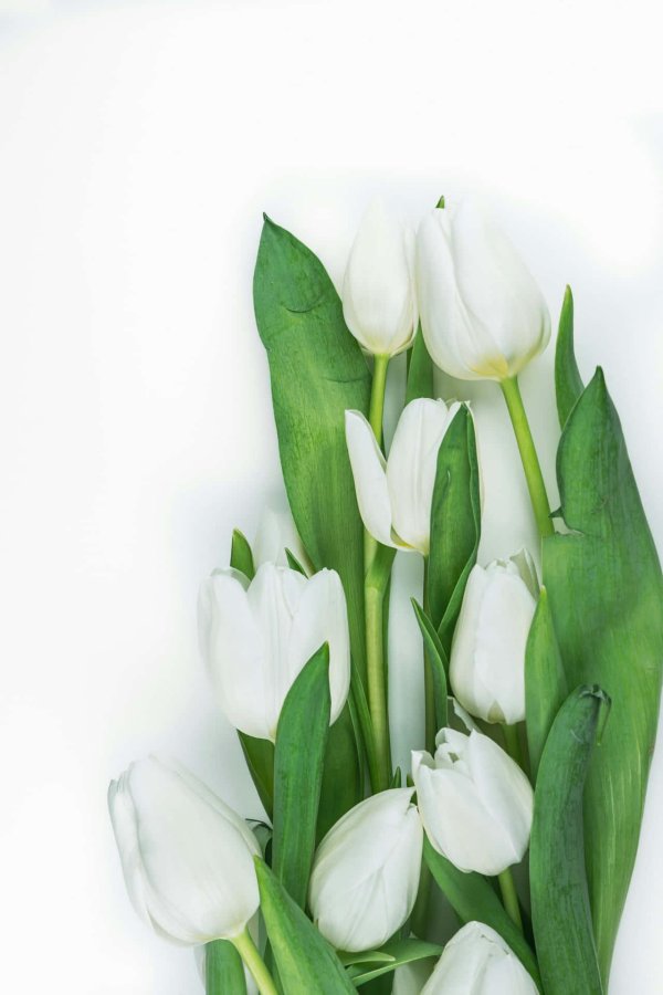 white tulip