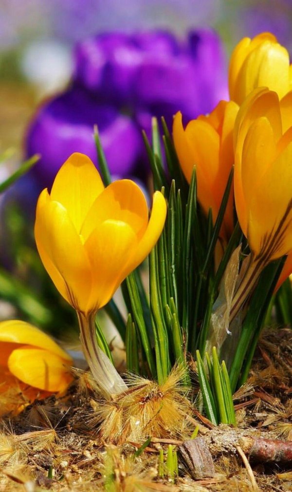 крокусы первоцветы