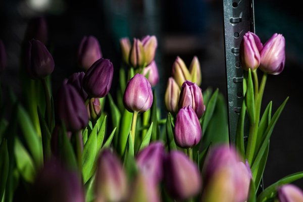 выгонка тюльпанов