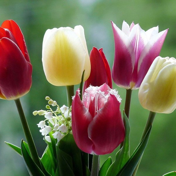 тюльпан movanna