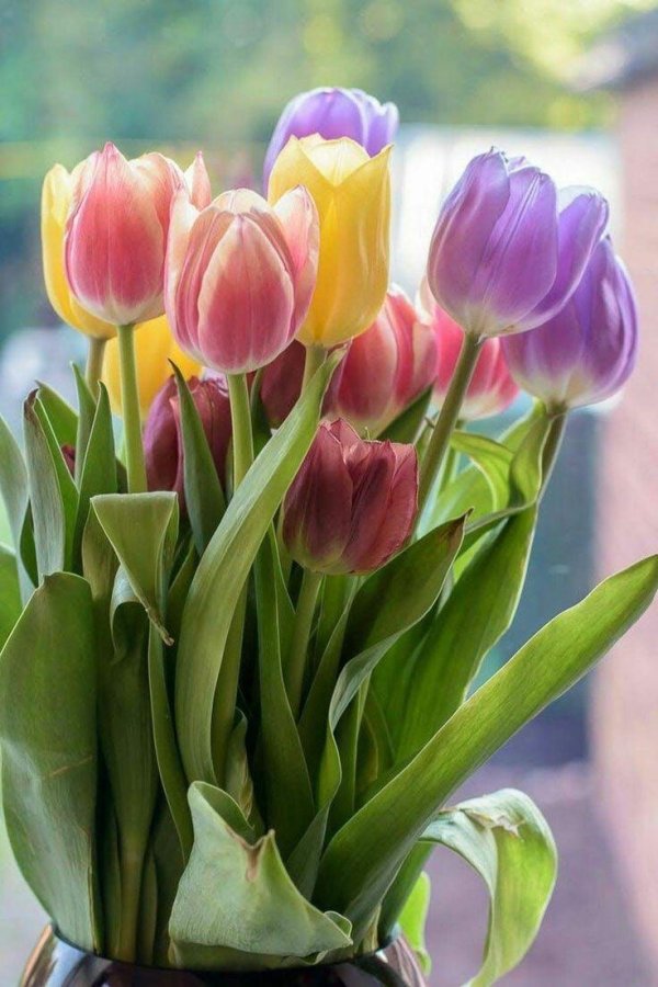 тюльпан многоцветковый