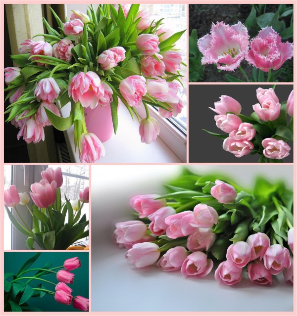 тюльпан розовый