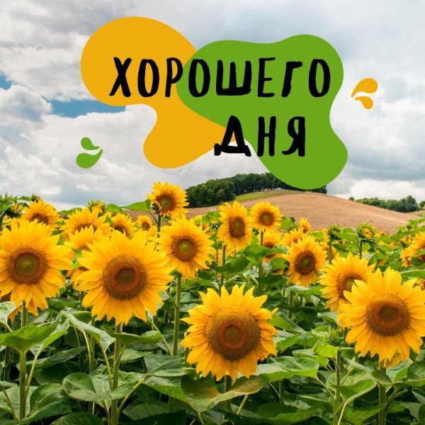 поле подсолнух