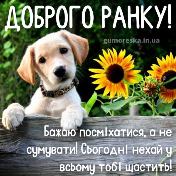 милая собачка