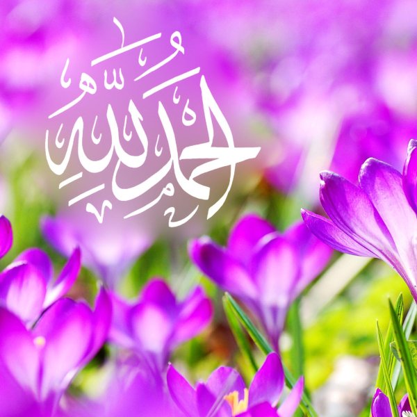 цветок крокус