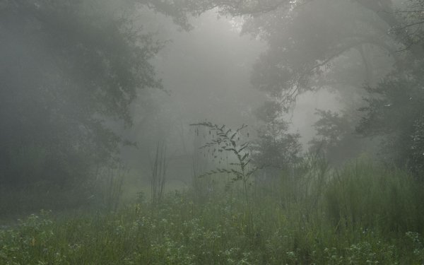 туманные леса