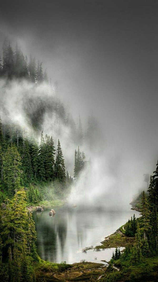 природа в тумане