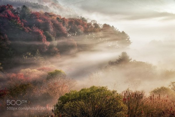 туманные пейзажи