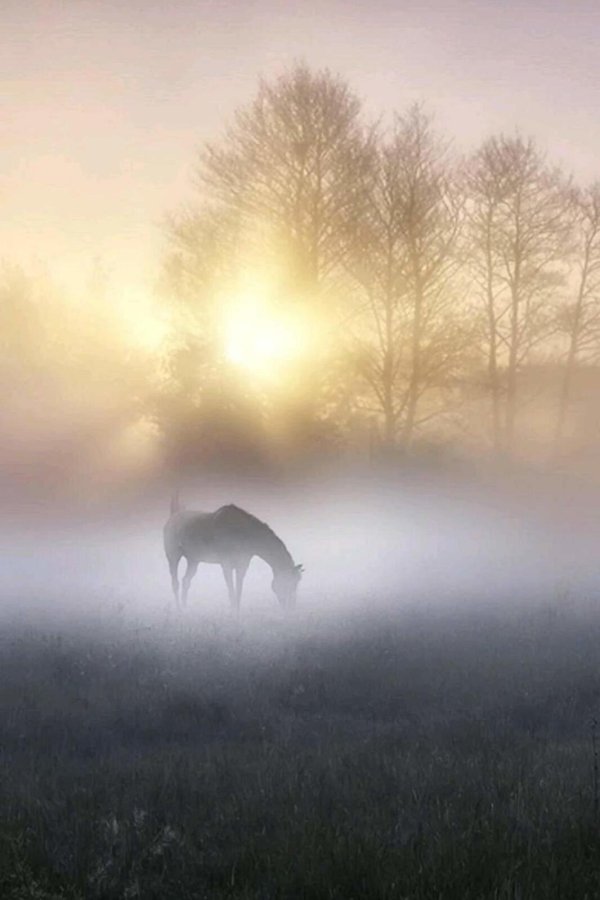 лошади в поле