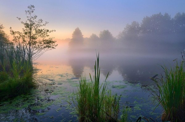 туманный рассвет на озере