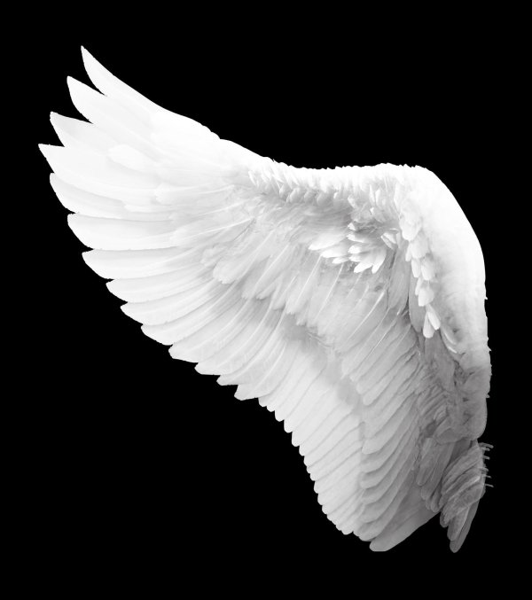 белое крыло