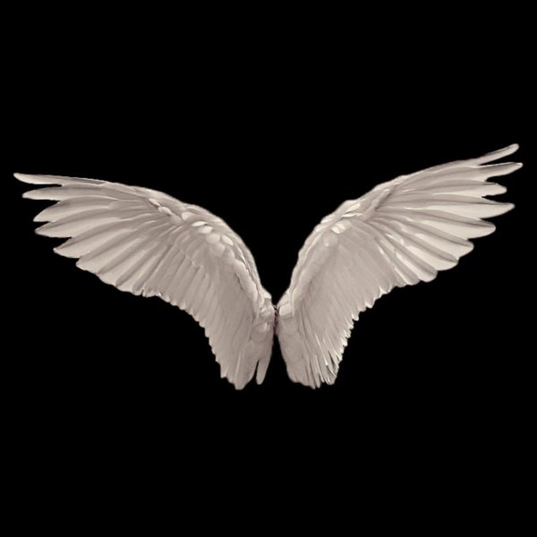 белое крыло