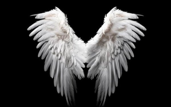 белое крыло