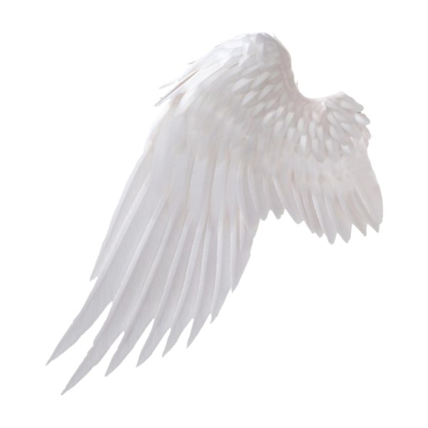 крылья на белом фоне