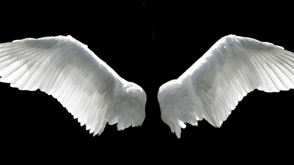 крыло ангела