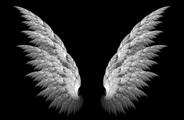крыло ангела