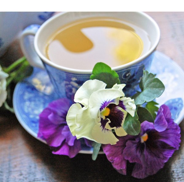 фиалка трехцветная настой