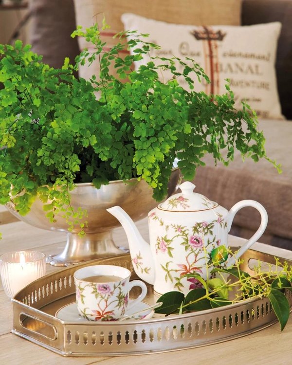 папоротник адиантум