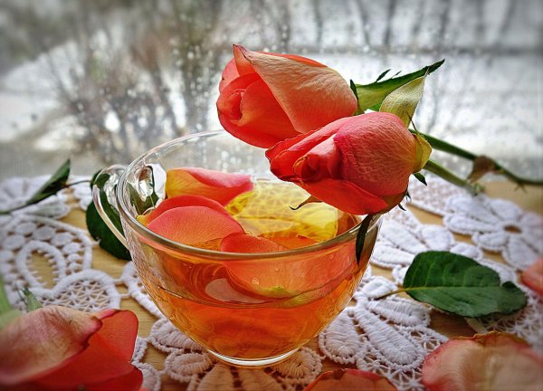 чайная роза чай