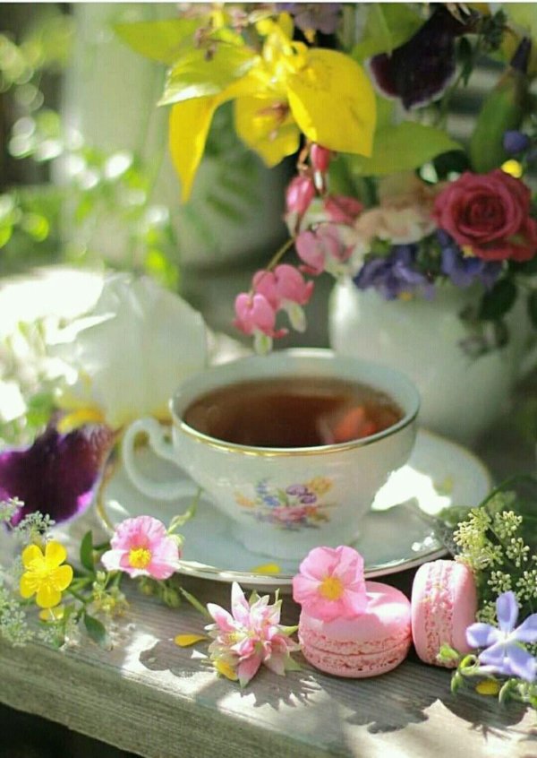 цветы утренние