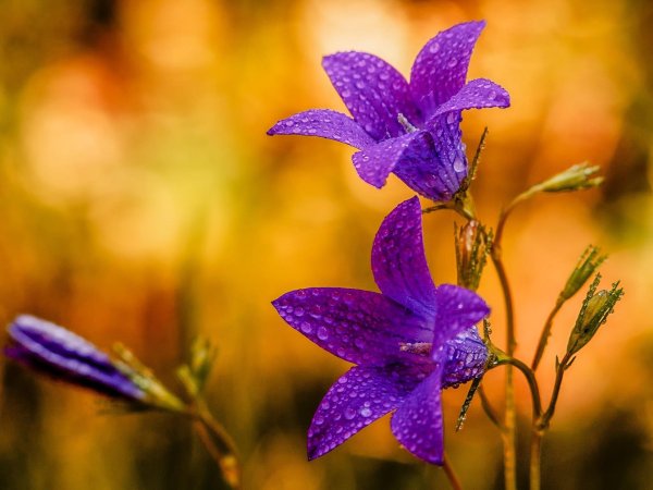 колокольчики полевые