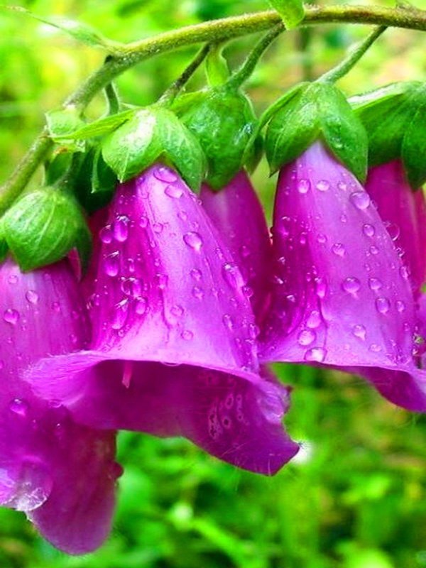 дигиталис наперстянка