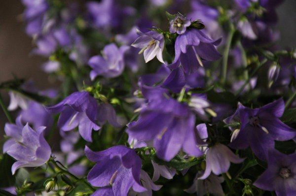 растение колокольчик