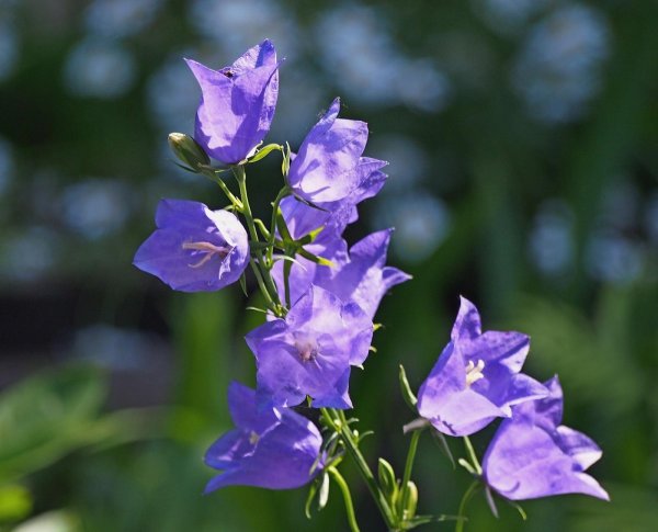 широколистный колокольчик