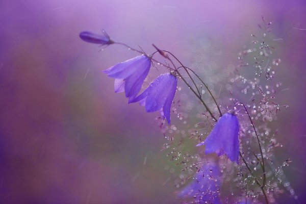 волшебные колокольчики