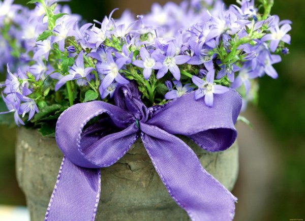 кампанула блауранка