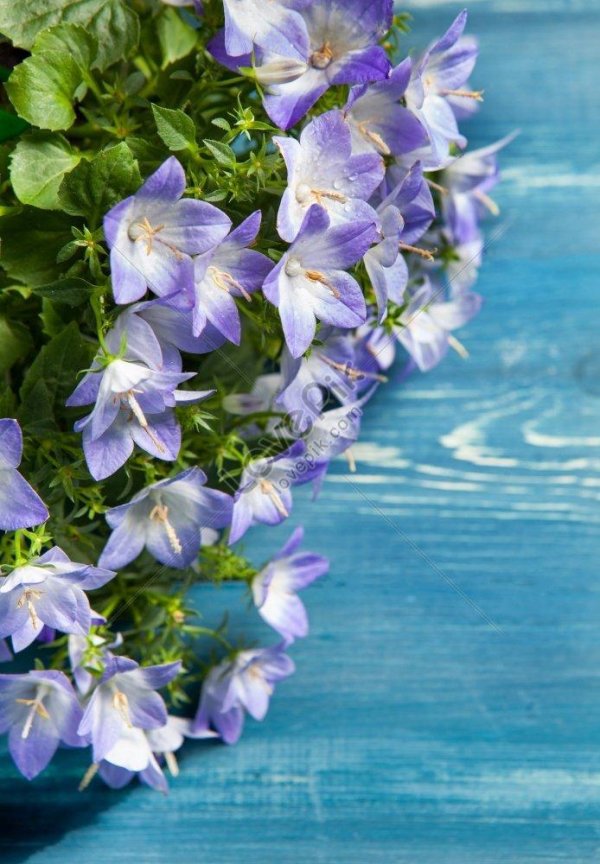 букет колокольчиков