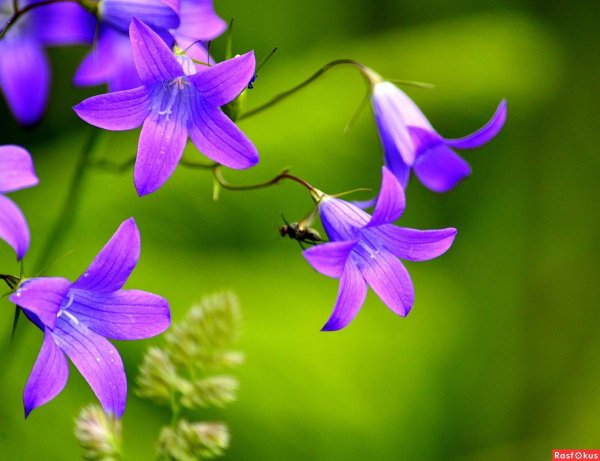 кампанула луговая