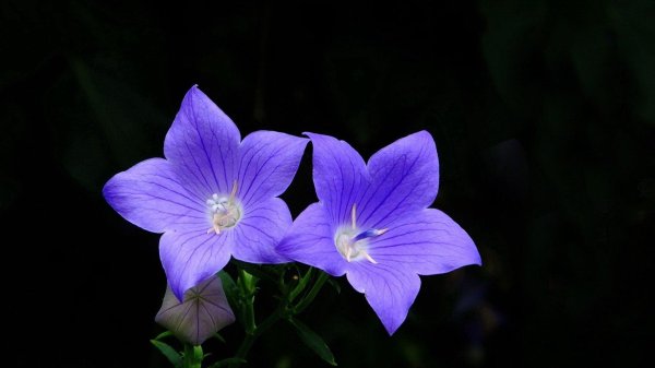 платикодон мариеси