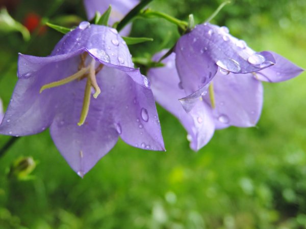 колокольчик растения из семейства колокольчиковых