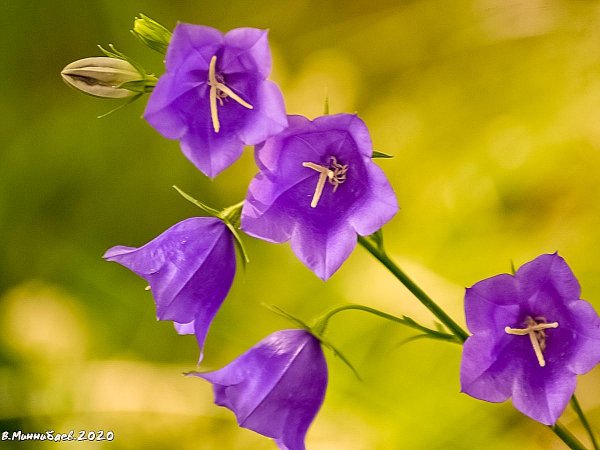 широколистный колокольчик