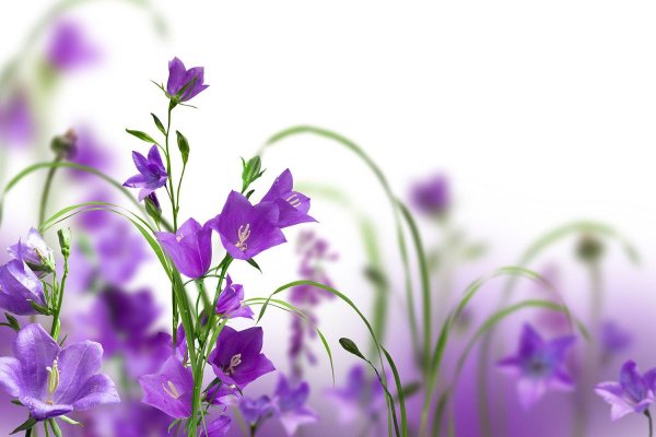 фиолетовые цветки