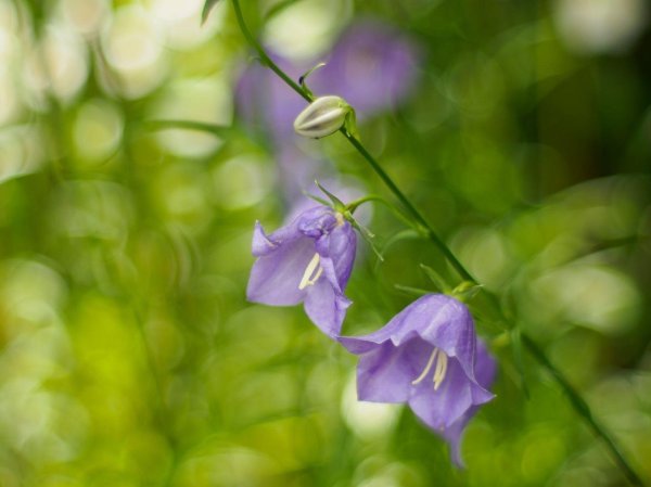 колокольчик обыкновенный