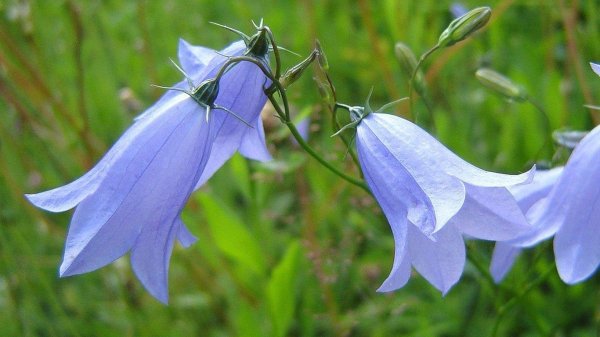 синие колокольчики