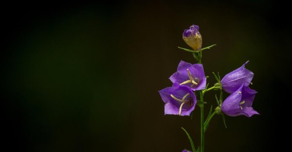 колокольчик персиколистный листья