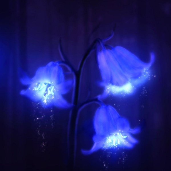 светящиеся цветы