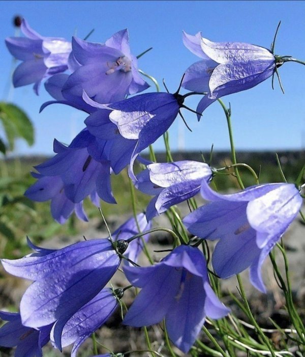 колокольчик бернице