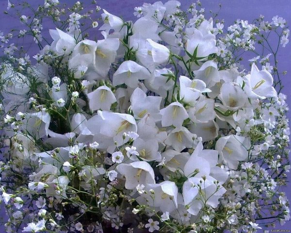 белые колокольчики