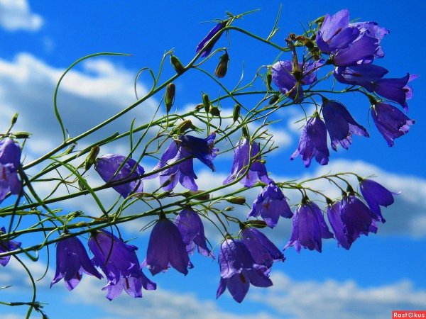 полевой колокольчик