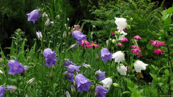 колокольчики цветок