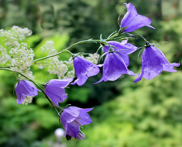 колокольчик безенгийский