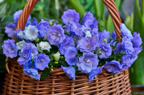 кампанула колокольчик