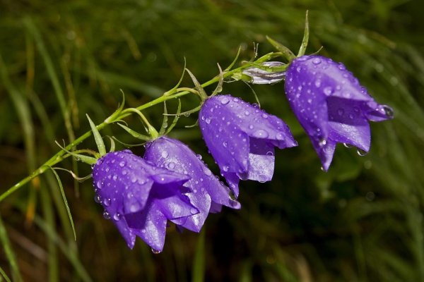 колокольчик узколистный