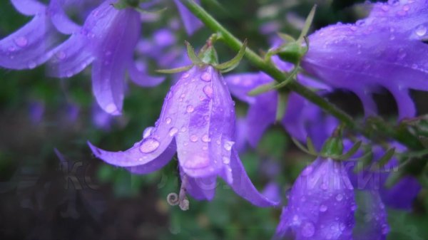 колокольчики цветок