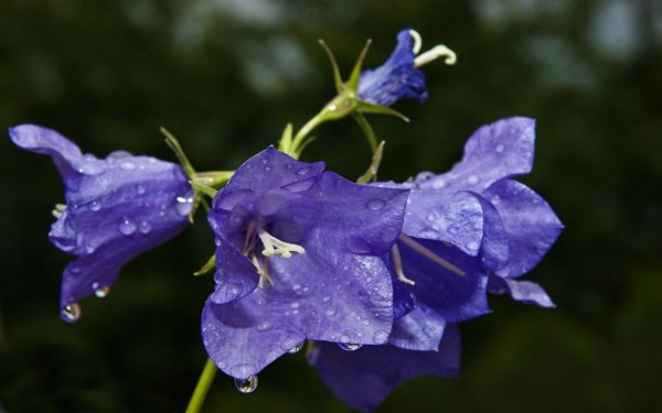 колокольчик персиколистный campanula persicifolia l